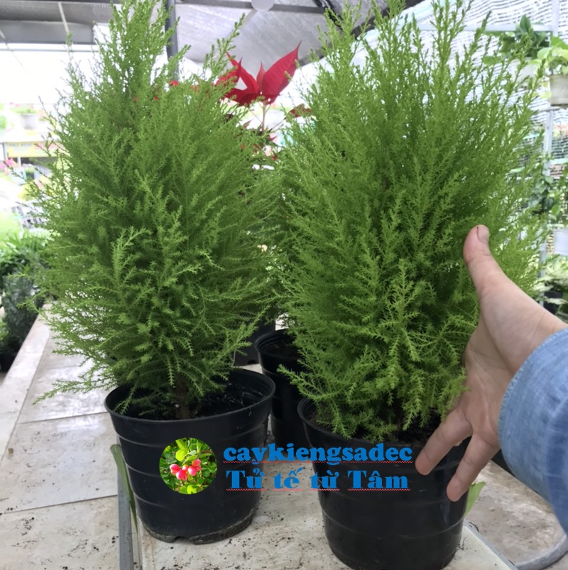caykiengsadec - Cây Tùng thơm - hoa kiểng lá - cây phong thủy - cây công trình trang trí nội ngoại thất sân vườn ngoài trời