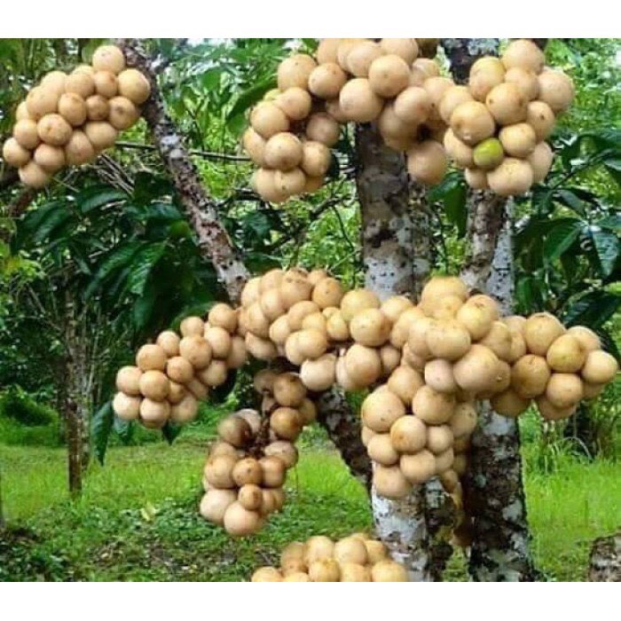 Cây giống bon bon thái lan -free ship từ 50 k