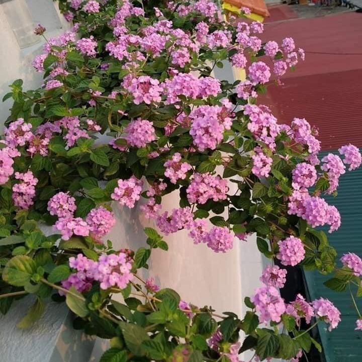 Ngũ sắc tím rủ chuẩn giống, trang trí không gian cực đẹp - Tặng kèm 1 cây cùng loại