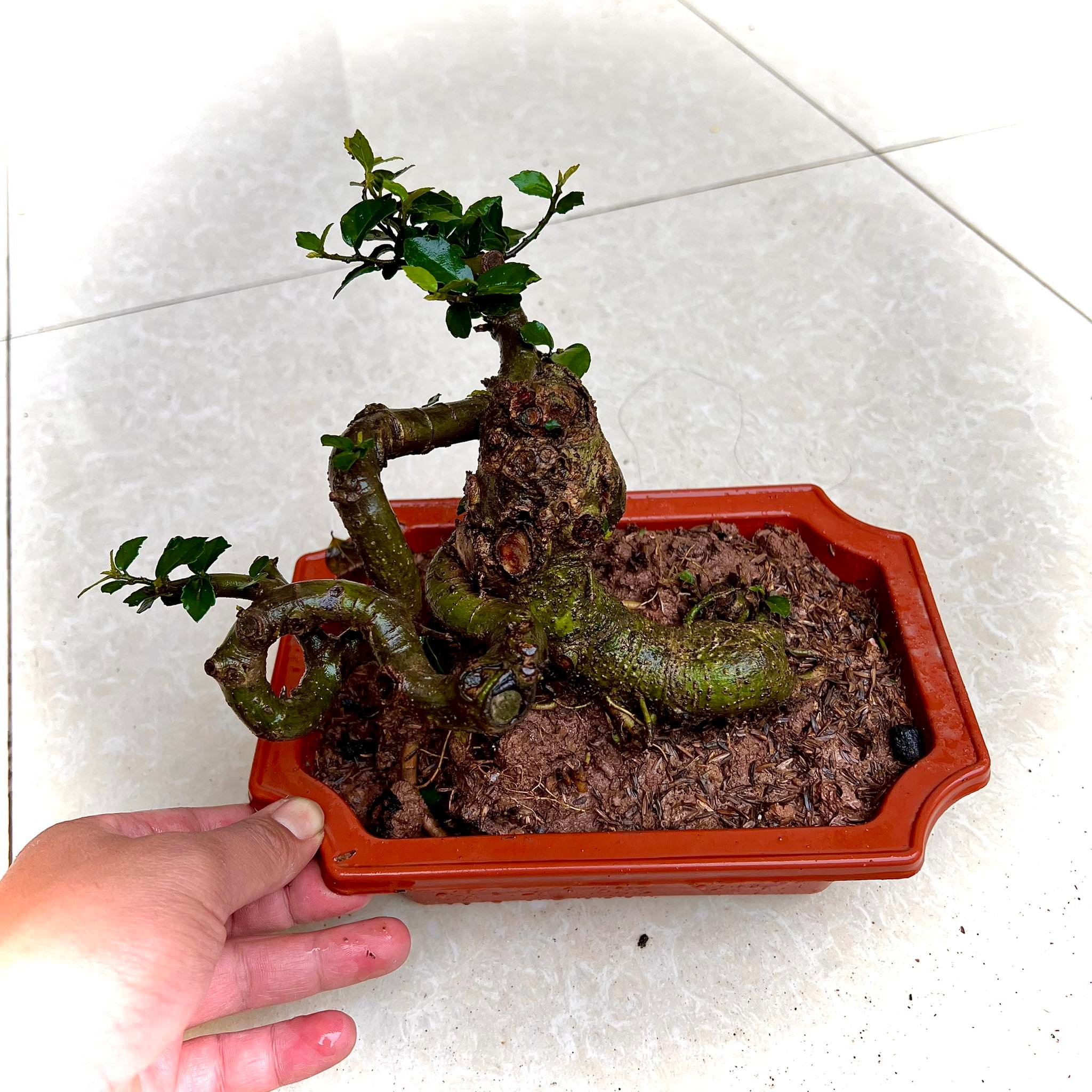 Cây duối bonsai 2