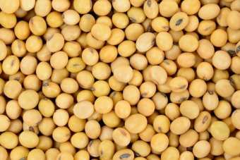 1KG ĐẬU NÀNH sạch (đỗ tương, đậu tương) làm sữa hạt/đậu hủ.