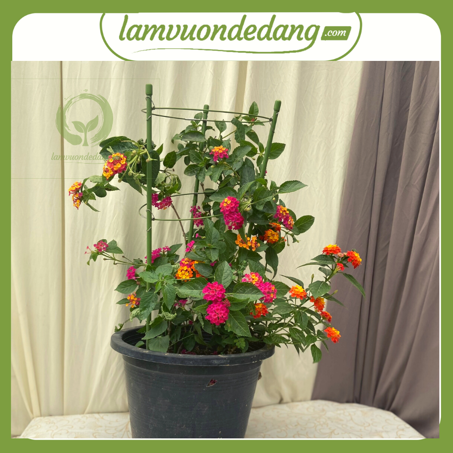 [HCM]KHUNG HOA LEO TRÒN XẾP GỌN - KHUNG TRỒNG CÂY GIÁ ĐỠ - Hàng chính hãng Nhật Bản - Dùng làm khung giá đỡ cho cây hoa leo hoa hồng leo