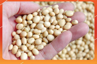 1KG ĐẬU NÀNH (ĐỖ TƯƠNG) NGUYÊN HẠT