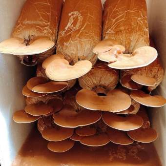Phôi giống nấm Linh chi - (01 kiện 10 bịch nấm)