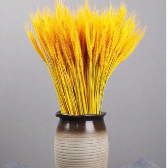 100 Bông lúa mạch vàng loại VIP 1 chụp ảnh hoặc trang trí nhà cửa, Bông Lúa Mạch Khô Decor Trang Trí - Tài Lộc