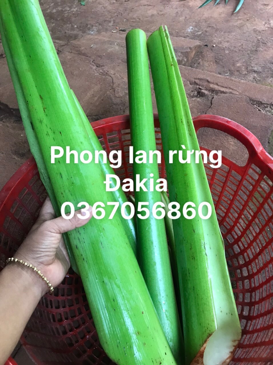 1kg khoai môn ngọt dùng để muối khoai môn lấy ngó khoai dọc mùng để muối chua Nghệ An