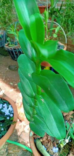 Hoa phong lan - ám lá nhựa địch quả( cao 25cm, bộ rễ khỏe, trồng thuần tự nhiên)