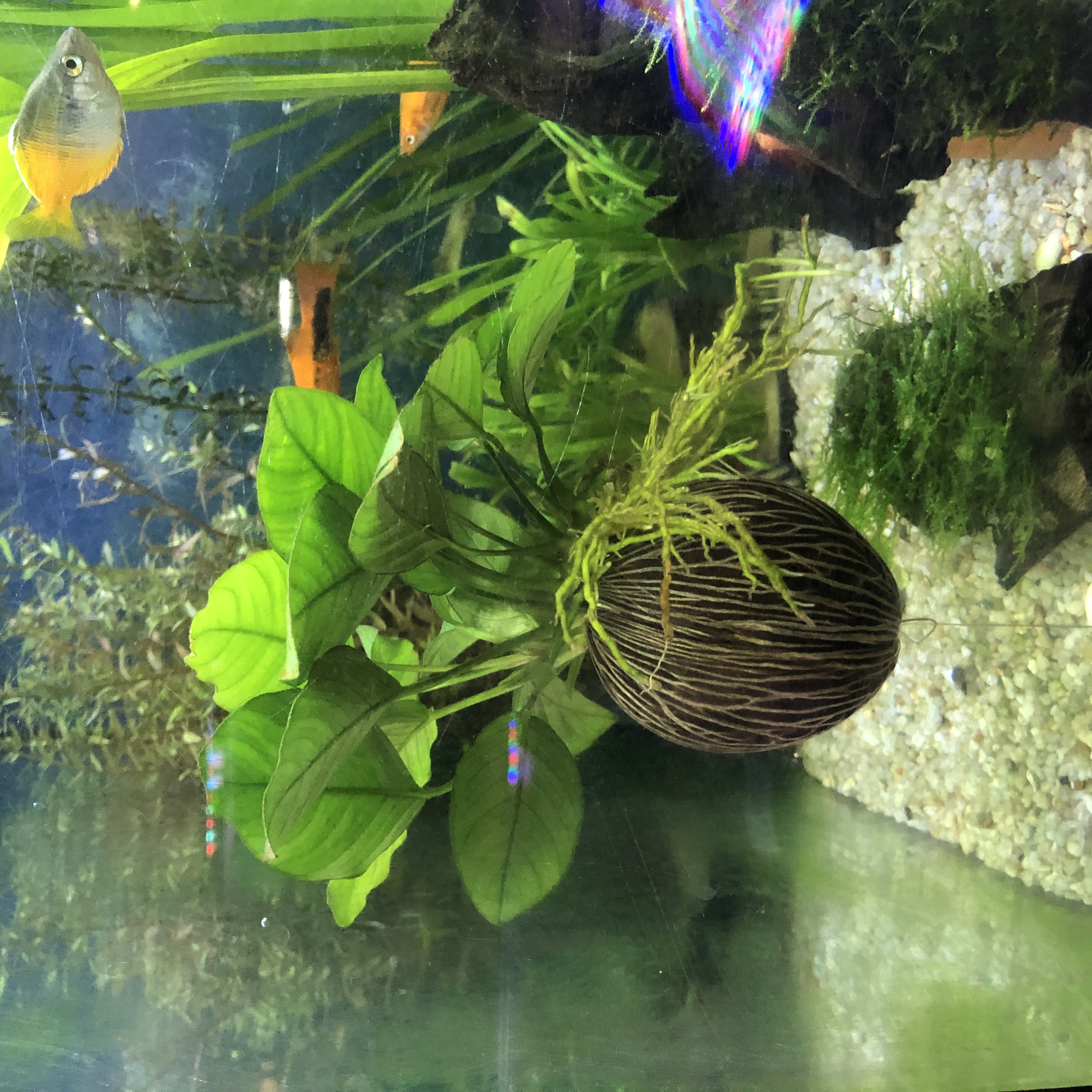 อนูเบียสลูกตีนเป็ด ( Anubias barteri var)🌱🌱 ราคา 150 บาท*ส่งฟรี