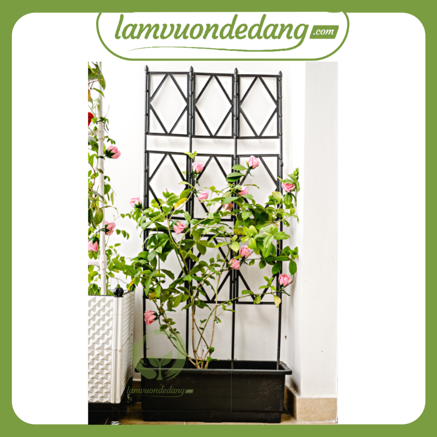 [HCM]KHUNG GIÀN LEO HOA HỒNG - Hàng chĩnh hãng Nhật Bản - Khung trồng cây giàn leo cho hoa hồng cây dây leo
