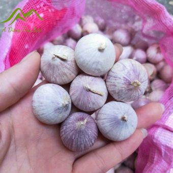 Tỏi cô đơn Phù Yên - Sơn La loại 1. Đặc sản tỏi cô đơn, tỏi 1 nhánh làm tỏi đen lý sơn, phan rang, hải dương, sơn la