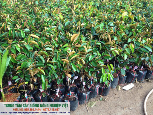 Cây vú sữa lò rèn ghép 3 tháng cho quả loại siêu quả