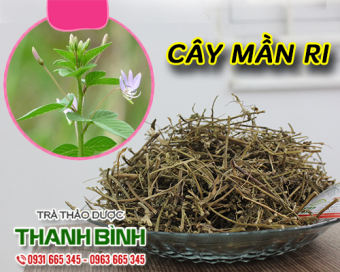 Cây Mần Ri Khô 1Kg - Dược Liệu Thanh Bình
