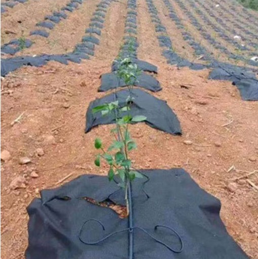 [HCM]Bạt phủ đất chống cỏ 10 cái Bạt phủ đất chống cỏ 1m2 x 1m2 Bạt phủ đất chống cỏ Bạt phủ nông nghiệp Màng trải diệt cỏ Bạt giữ ẩm cho đất chống cỏ dại