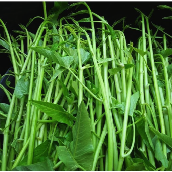 Hạt giống rau muống siêu ngọn Thái