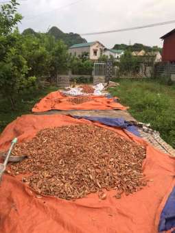 Cây Mú Từn - CÙ BOONG NẬU - LOẠI RỪNG SƠN LA