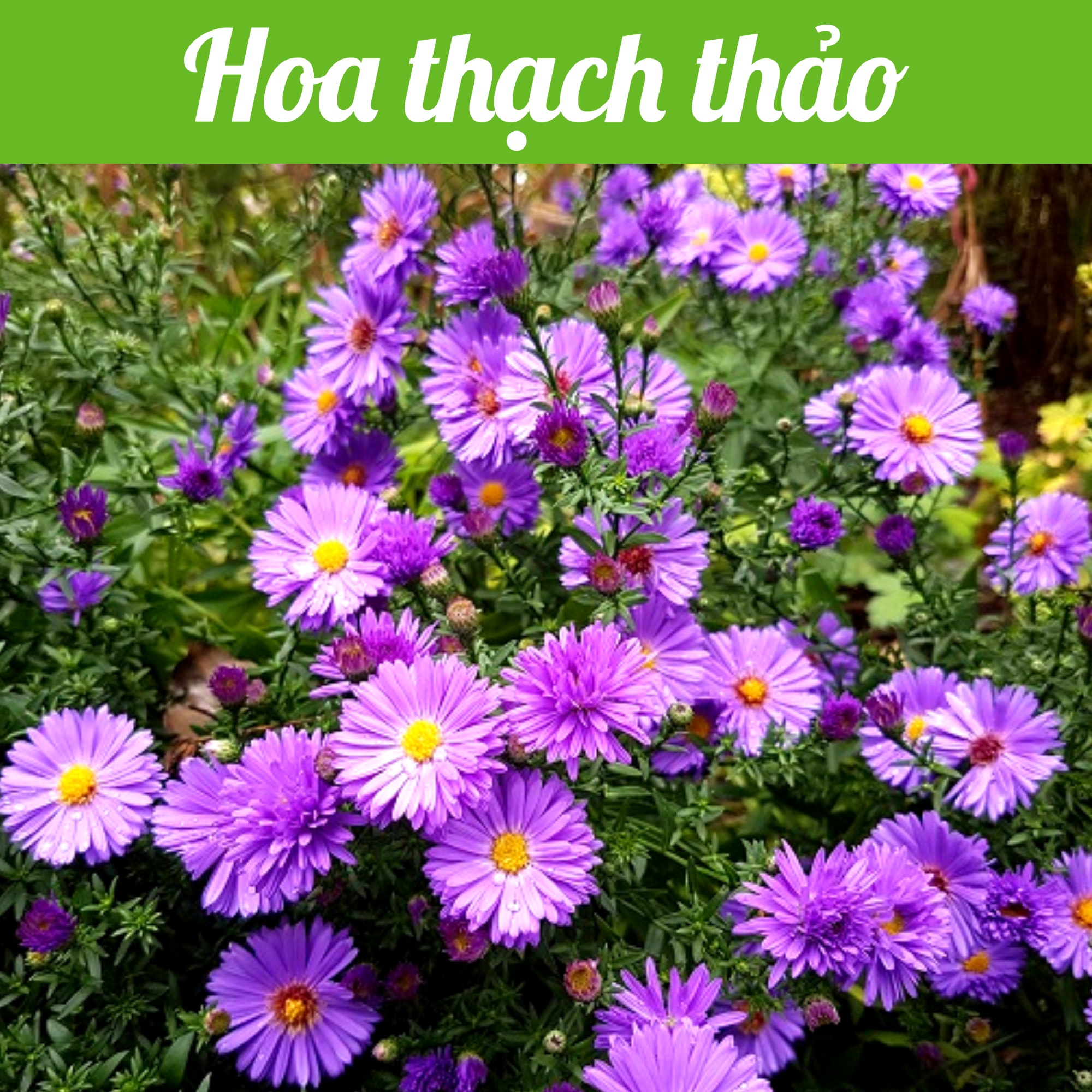 Hạt giống hoa thạch thảo hà lan gói 0,2gr