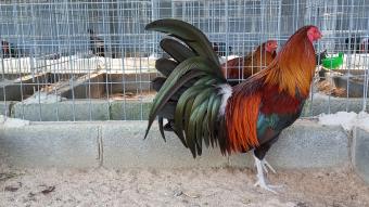 Trứng Gà Mỹ Rặc