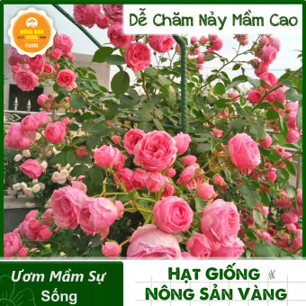 Hạt giống Hoa Hồng Leo Pháp, Thân Cây Leo, Thích Nơi Nhiều Ánh Sáng, Sinh Trưởng Và Phát Triển Nhanh, Hoa Nở Lâu Tàn (Gói 10 Hạt) - Nông Sản Vàng