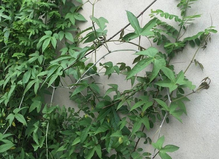 Cây chìa vôi-cây giống