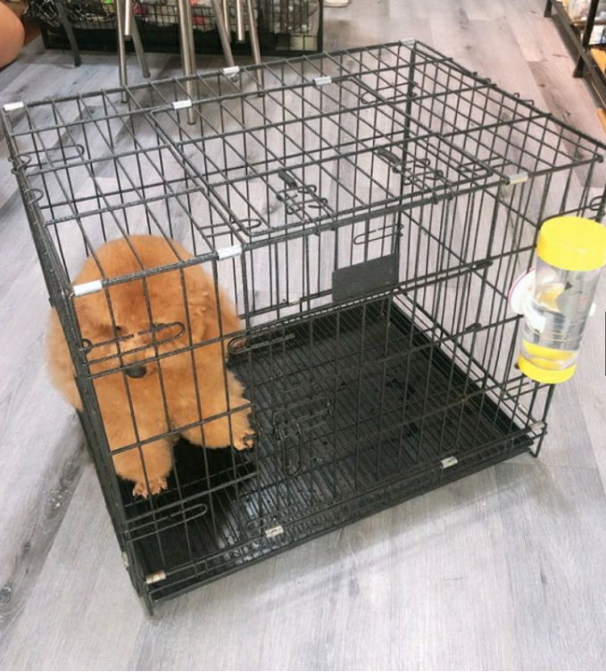  { Sỉ Sll} Chuồng Chó Chuồng Mèo Gấp Gọn Sơn Tĩnh Điện - Tặng Kèm Khay 