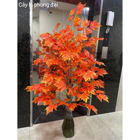 Cây giả - cây lá phong đỏ lá to, cao1,9m
