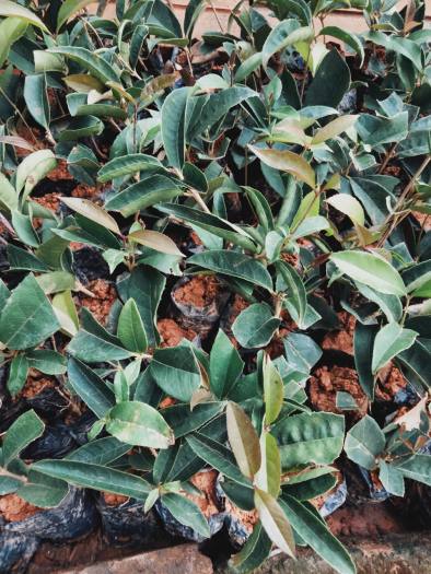 3 cây mộc hương ta giống