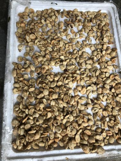 30 Hạt Sang chua đau dạ dày và đại tràng( hạt trắng)