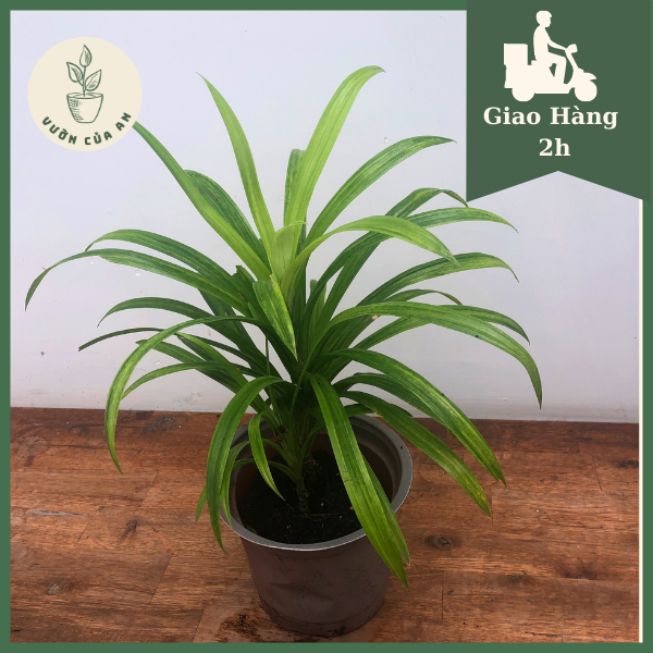 Chậu cây Lá Dứa/Lá Nếp, cây Trưởng thành, Giao hàng nhanh, Cây khỏe , cây gia vị, hương liệu