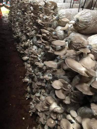 phôi nấm bào ngư xám đã ủ kín tơ (mua 10 tặng 1)
