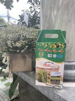 Lúa tôm VD 20 Gò Công