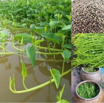Hạt giống rau muống siêu ngọn - goi 10gram