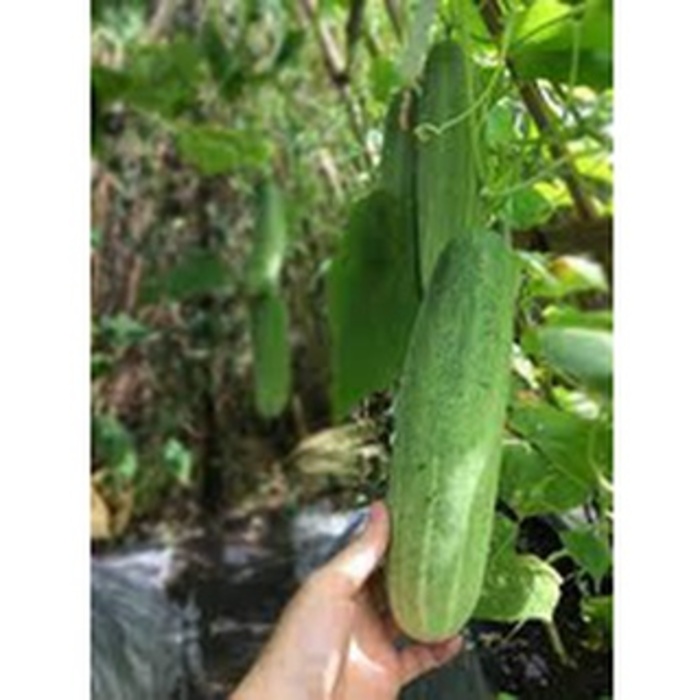 Hạt giống dưa chuột nếp ta chịu nhiệt - Hạt giống dưa leo sai trái 30 hạt