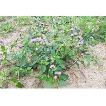 1kg cây cứt lợn khô (hoa ngũ sắc, cây cỏ hôi) chua viêm xoang