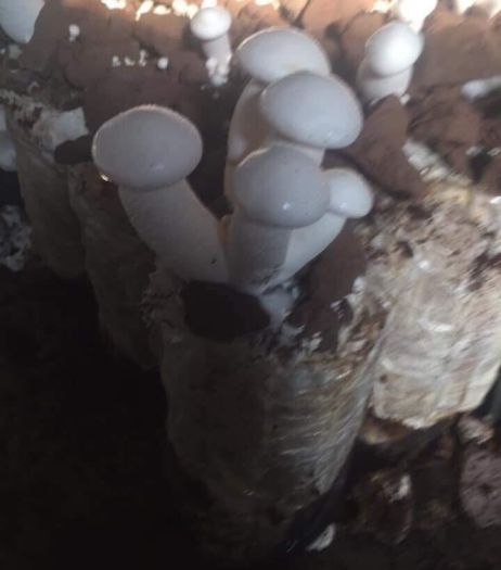 phôi nấm hoàng đế