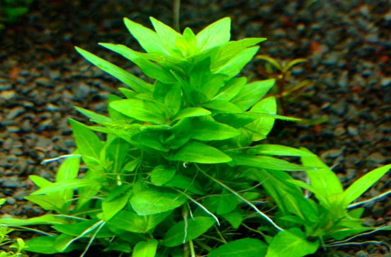 RAU THƠM THỦY SINH (25 NGỌN) LÁ NƯỚC