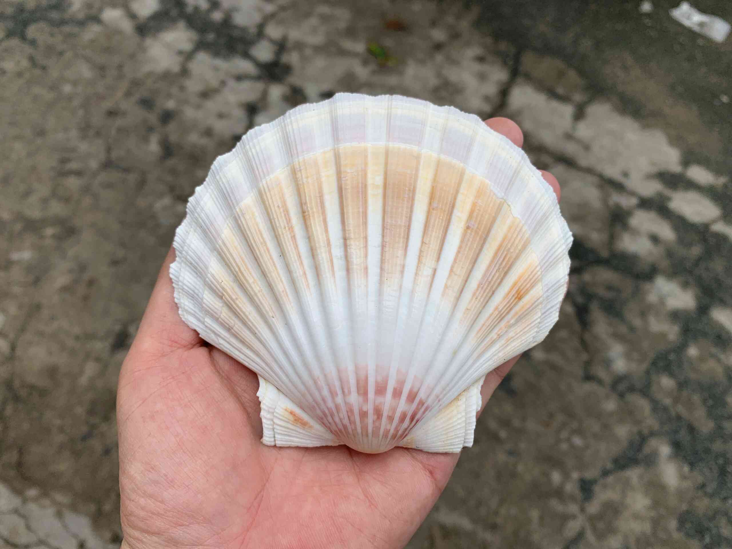 2 VỎ SÒ ĐIỆP NHẬT, trang trí nhà cửa, bàn làm việc, bể cá cảnh, quà lưu niệm