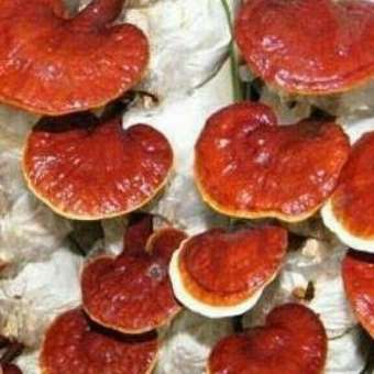1kg nấm linh chi đỏ