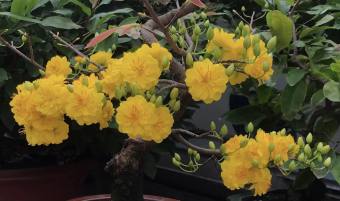 Cây mai Cúc Thọ Hương 36 cánh_cây ghép chuẩn