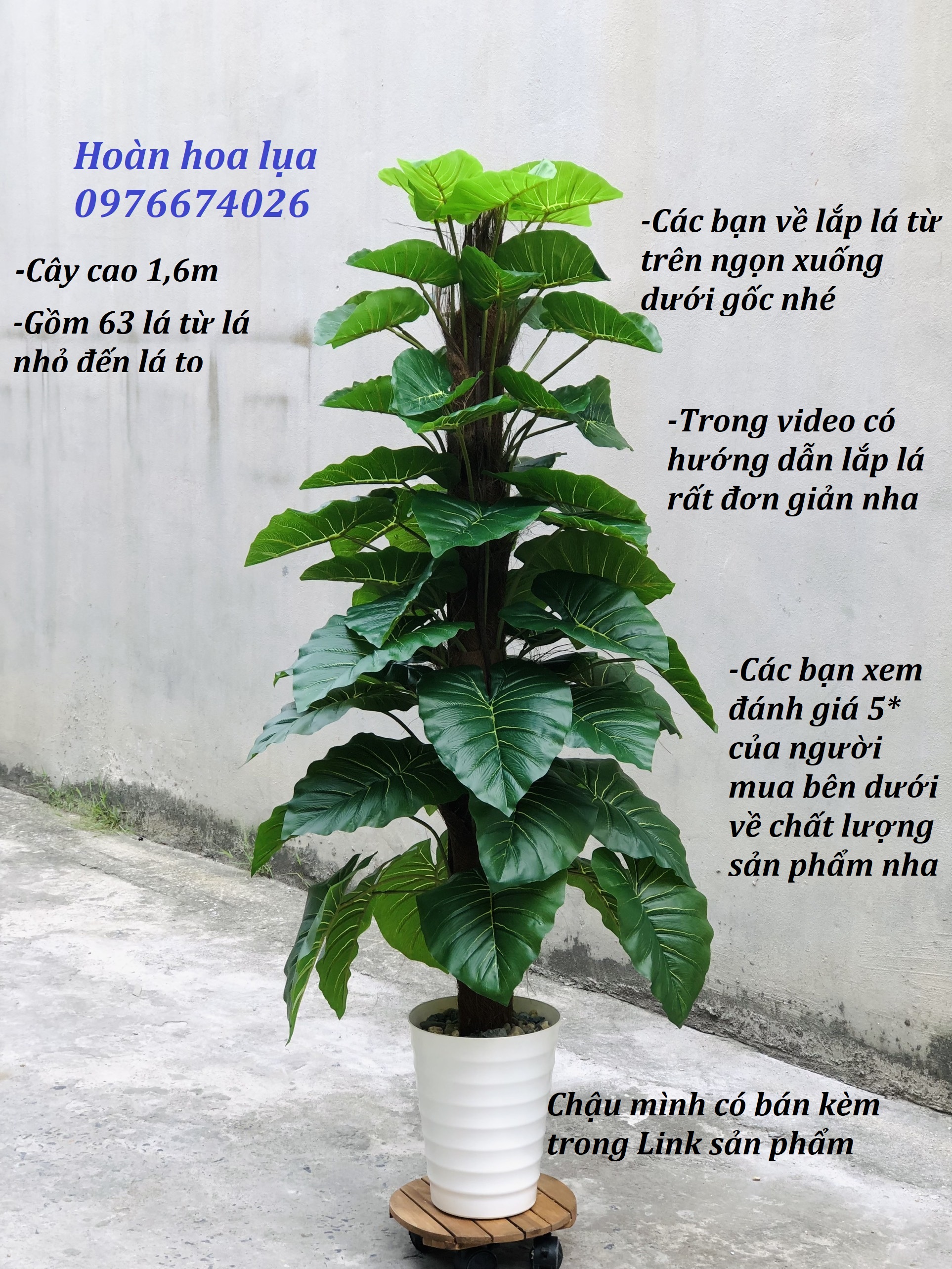 Cây trầu bà 1,6m 63 lá thân bọc lá dừa khô giống thật