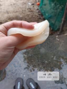 Scoby kombucha, con giống làm trà kombucha, hay còn gọi là trà bất tử