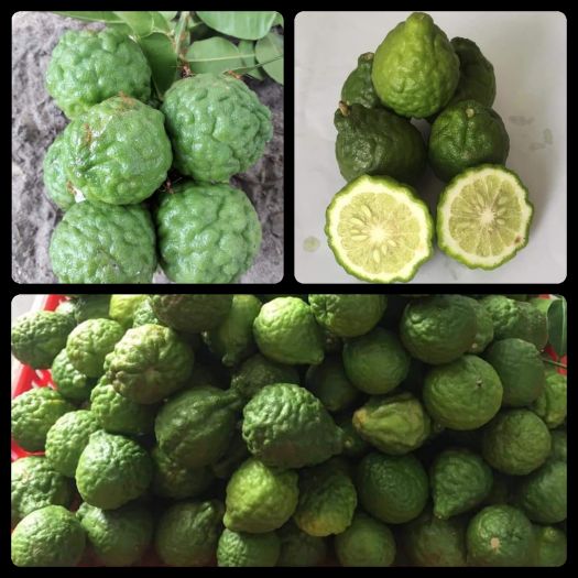 Tinh dầu Chanh Sần (Chanh Thái) nguyên chất Mộc Mây - tinh dầu nguyên chất từ thiên nhiên xông phòng, thơm phòng, thư giản, đuổi muỗi