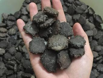 1 kg hạt gấc khô chưa rang loại tốt- hạt gấc nếp ta khô