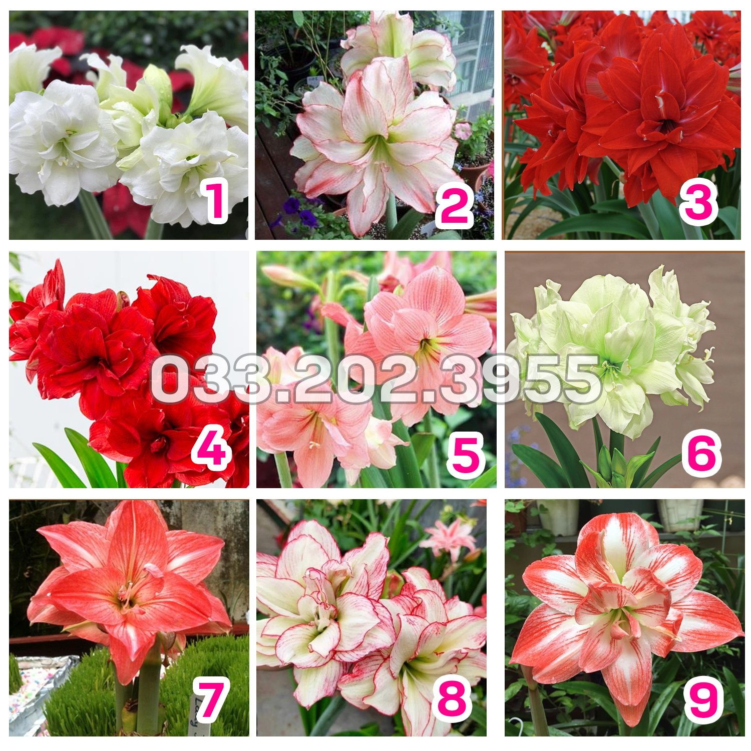 Củ hoa huệ tây cánh kép