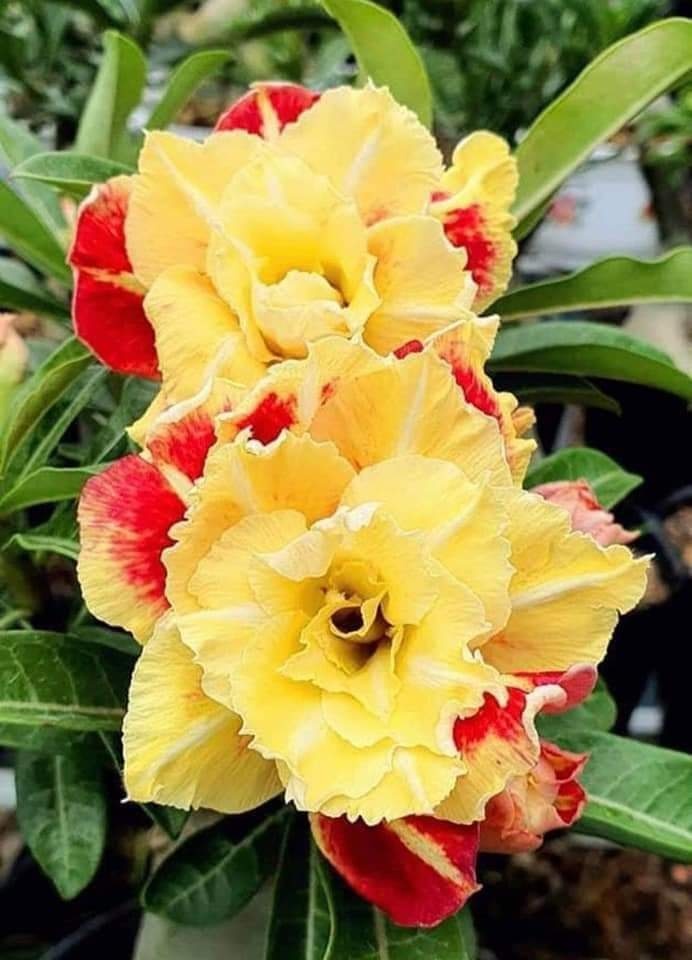 [cây giống 1 cốt] cây hoa sứ thái giống ghép Kim Phát bo F1 giống chuẩn - màu vàng đỏ cực đẹp hoa kép (cây gửi ảnh 2)