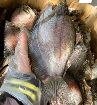 KHÔ CÁ SẶC BỔI LOẠI LẠT ( Size 14CON/1KG) - VỰA KHÔ TÚ SƯƠNG - KHÔ CÁ SẶC RẰN U MINH CÀ MAU