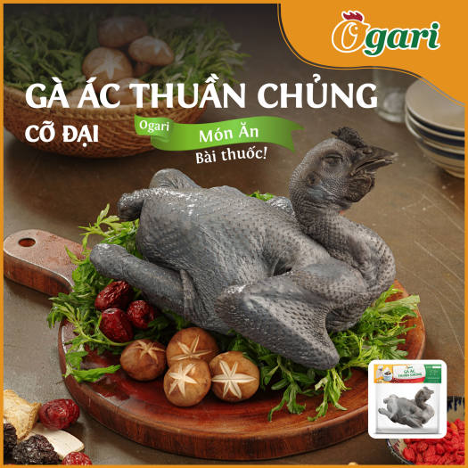 Gà Ác Thuần Chủng Ogari