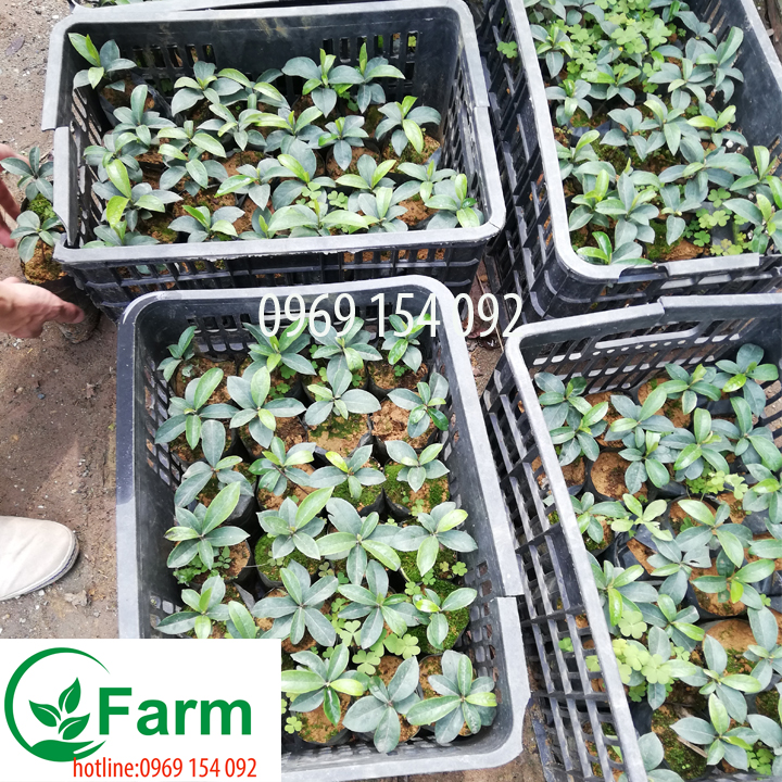 Cây thị giống tặng thêm cây mặc định