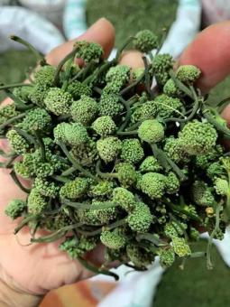 Nụ hoa tam thất khô ( Nụ bao tử 500g)