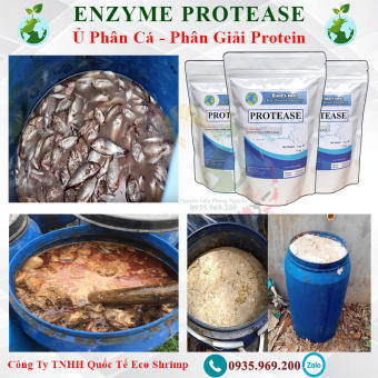 Men Ủ Phân Cá Enzyme Protease phân giải protein # Enzyme Protease nguyên liệu