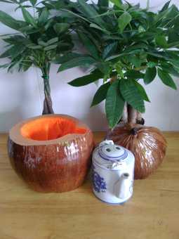 bình giữ nhiệt ấm trà trái dừa và bình trà